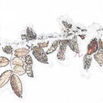 冬をイメージしたポストカード